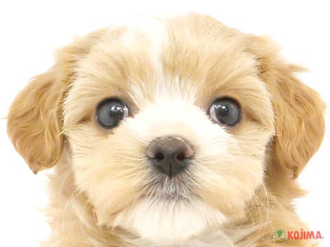 兵庫県のマルプー(マルチーズ×プードル) (コジマ明石店/2024年2月25日生まれ/女の子/クリーム)の子犬