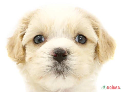 千葉県のハーフ犬 (コジマ松戸店/2024年2月22日生まれ/男の子/ホワイトブラウン)の子犬