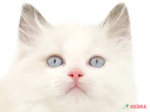 東京都のラグドール (コジマアリオ北砂店/2024年2月24日生まれ/女の子/ブルーポイントバイカラー)の子猫