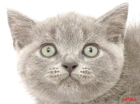 神奈川県のブリティッシュショートヘアー (コジマアリオ橋本店/2024年2月23日生まれ/女の子/ブルー)の子猫
