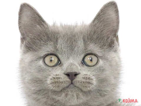 兵庫県のブリティッシュショートヘアー (コジマ明石店/2024年2月25日生まれ/男の子/ブルー)の子猫