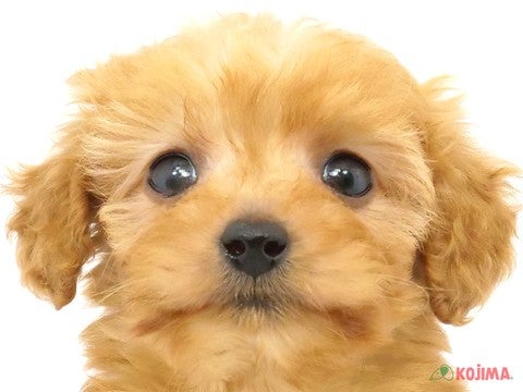 東京都のダップー(ダックス×プードル) (コジママチノマ大森店/2024年2月24日生まれ/女の子/レッド)の子犬