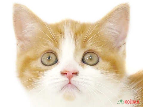 東京都のスコティッシュストレート (コジマアリオ西新井店/2024年2月24日生まれ/女の子/レッドタビーホワイト)の子猫