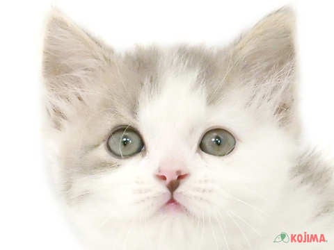 東京都のスコティッシュストレート (コジマ板橋店/2024年2月25日生まれ/男の子/ブルーホワイト)の子猫