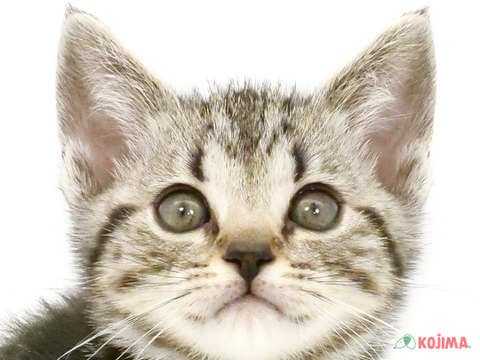 東京都のアメリカンショートヘアー (コジマ両国店/2024年2月25日生まれ/女の子/シルバータビー)の子猫