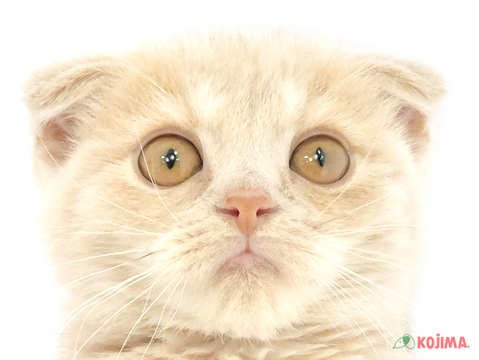 東京都のスコティッシュフォールド (コジマ足立店/2024年2月15日生まれ/女の子/クリームタビーホワイト)の子猫