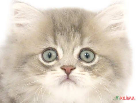 埼玉県のペルシャ (コジマ和光店/2024年2月25日生まれ/男の子/ブルーチンチラゴールデン)の子猫