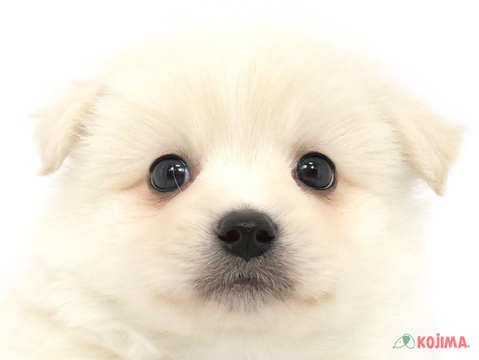 兵庫県のハーフ犬 (コジマ明石店/2024年2月23日生まれ/男の子/クリーム)の子犬