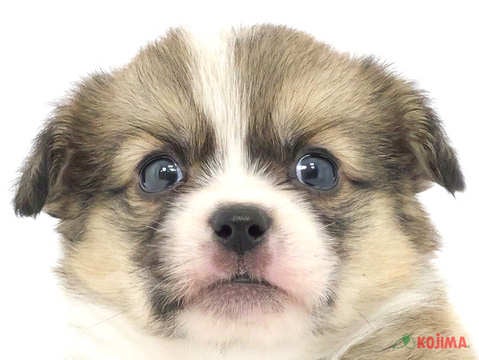 東京都のハーフ犬 (コジマ木場店/2024年2月25日生まれ/女の子/レッドホワイト)の子犬