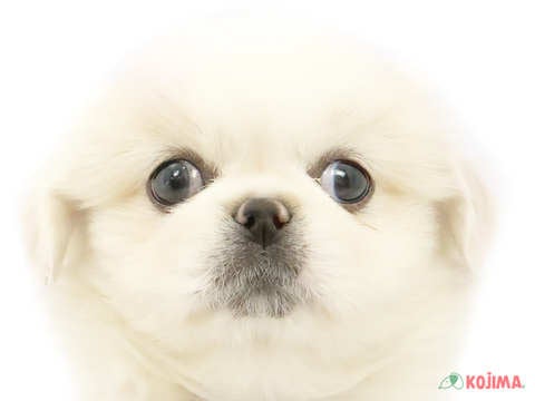 東京都のペキニーズ (コジマ木場店/2024年2月26日生まれ/男の子/ホワイト)の子犬