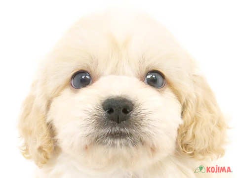 千葉県のペキプー(ペキニーズ×プードル) (コジマアリオ蘇我店/2024年2月26日生まれ/男の子/アプリコット)の子犬