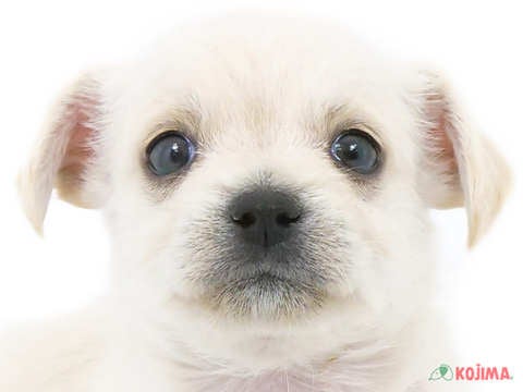 京都府のハーフ犬 (コジマ京都店/2024年2月25日生まれ/男の子/ホワイト)の子犬