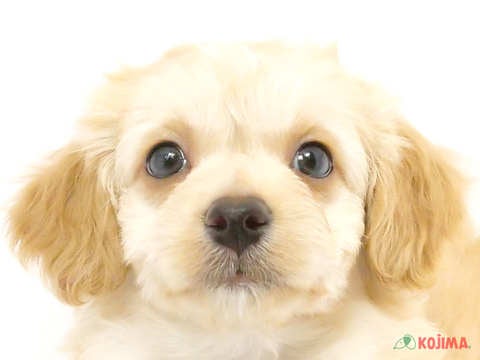 京都府のマルプー(マルチーズ×プードル) (コジマ京都店/2024年2月26日生まれ/女の子/アプリコット)の子犬