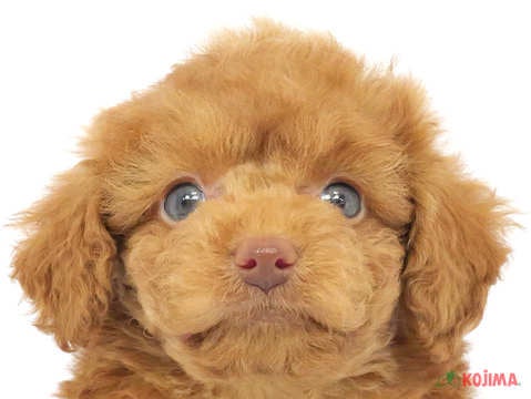 兵庫県のトイプードル(トイ) (コジマ明石店/2024年2月26日生まれ/女の子/レッド)の子犬