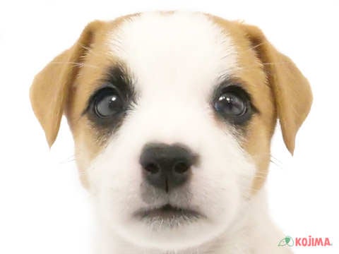 兵庫県のジャックラッセルテリア (コジマ明石店/2024年2月24日生まれ/男の子/タンホワイト)の子犬