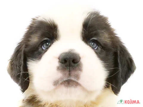 神奈川県のセントバーナード (コジマベイタウン横浜本牧店/2024年2月25日生まれ/男の子/ブラウンホワイト)の子犬