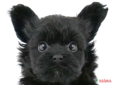 東京都のポメプー(ポメラニアン×プードル) (コジマ新小岩店/2024年2月20日生まれ/女の子/ブラック)の子犬