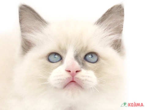 東京都のラグドール (コジマ八王子店/2024年2月23日生まれ/男の子/ブルーポイントバイカラー)の子猫