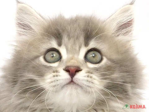 千葉県のサイベリアン (コジマアリオ市原店/2024年2月25日生まれ/女の子/シルバータビーホワイト)の子猫