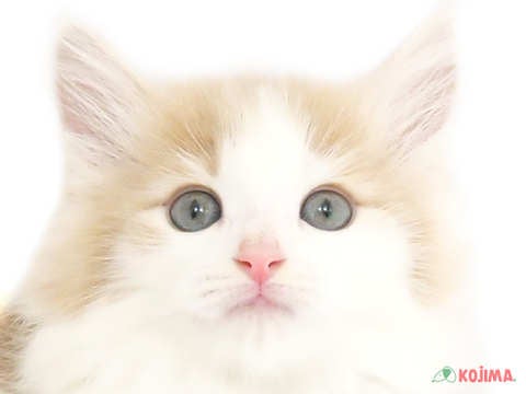 東京都のノルウェージャンフォレストキャット (コジマ八王子店/2024年2月23日生まれ/女の子/クリームタビーホワイト)の子猫
