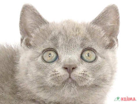 東京都のブリティッシュショートヘアー (コジマ八王子店/2024年2月24日生まれ/女の子/ブルー)の子猫