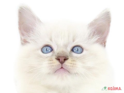 埼玉県のラグドール (コジマ三郷店/2024年2月25日生まれ/男の子/ブルーポイントミテッド)の子猫