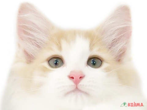 東京都のノルウェージャンフォレストキャット (コジマ両国店/2024年2月10日生まれ/女の子/クリームタビーホワイト)の子猫