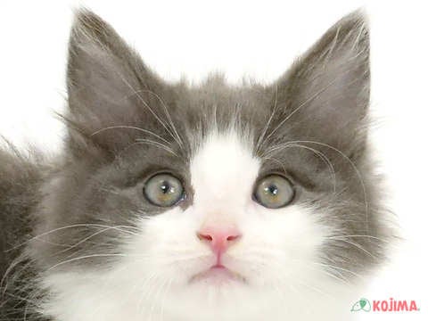 埼玉県のノルウェージャンフォレストキャット (コジマ戸田公園店/2024年2月14日生まれ/男の子/ブルータビーホワイト)の子猫