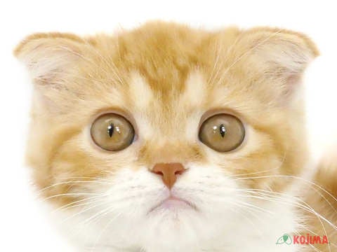埼玉県のスコティッシュフォールド (コジマアリオ深谷店/2024年2月15日生まれ/女の子/レッドタビーホワイト)の子猫