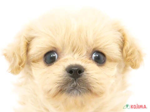 東京都のペキプー(ペキニーズ×プードル) (コジマソコラ用賀店/2024年2月24日生まれ/女の子/アプリコット)の子犬