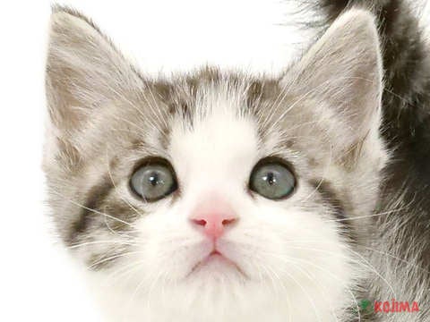 東京都のスコティッシュストレート (コジママチノマ大森店/2024年2月25日生まれ/男の子/ブルータビーホワイト)の子猫