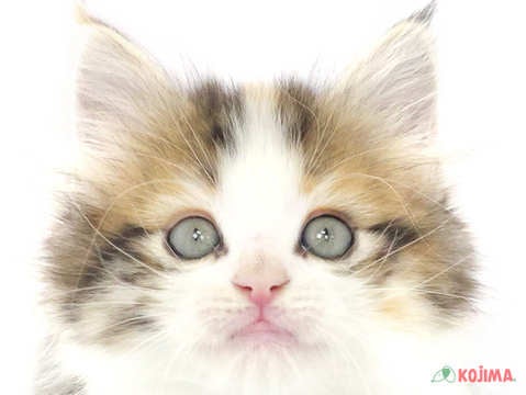 東京都のノルウェージャンフォレストキャット (コジマアリオ亀有店/2024年2月23日生まれ/女の子/ブラウンパッチドタビーホワイト)の子猫