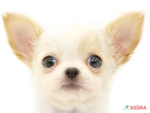 東京都のチワワ(ロング) (コジマ練馬店/2024年2月24日生まれ/男の子/クリームホワイト)の子犬