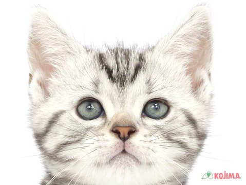 東京都のアメリカンショートヘアー (コジマアリオ北砂店/2024年2月24日生まれ/男の子/シルバータビー)の子猫