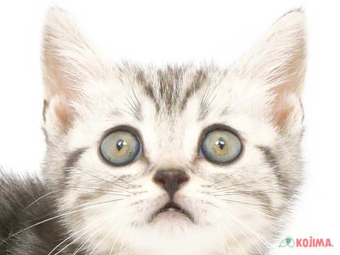 東京都のスコティッシュストレート (コジマソコラ用賀店/2024年2月24日生まれ/男の子/シルバータビー)の子猫