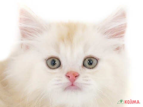 東京都のスコティッシュストレート (コジマ高井戸店/2024年2月24日生まれ/男の子/カメオタビーホワイト)の子猫