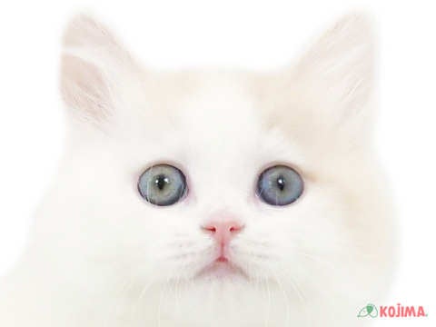 千葉県のサイベリアン (コジマアリオ蘇我店/2024年2月25日生まれ/女の子/クリームタビーホワイト)の子猫
