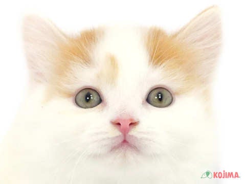 東京都のスコティッシュストレート (コジマ板橋店/2024年2月23日生まれ/男の子/レッドタビーホワイト)の子猫