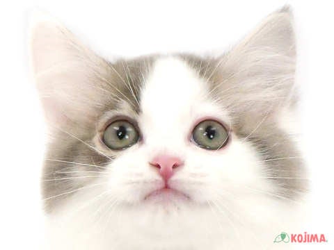 埼玉県のサイベリアン (コジマ浦和店/2024年2月25日生まれ/男の子/ブルータビーホワイト)の子猫