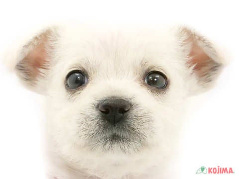 兵庫県のハーフ犬 (コジマ明石店/2024年2月25日生まれ/女の子/ホワイト)の子犬