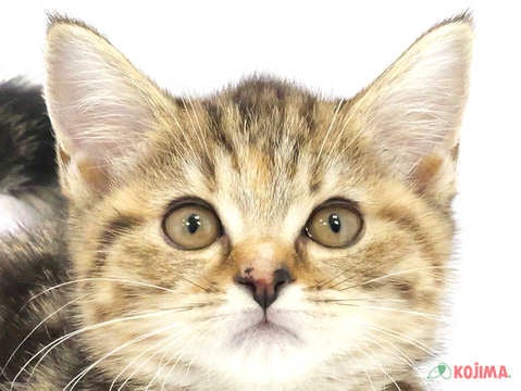 東京都のスコティッシュストレート (コジマ国領店/2024年2月22日生まれ/女の子/ブラウンパッチドタビー)の子猫