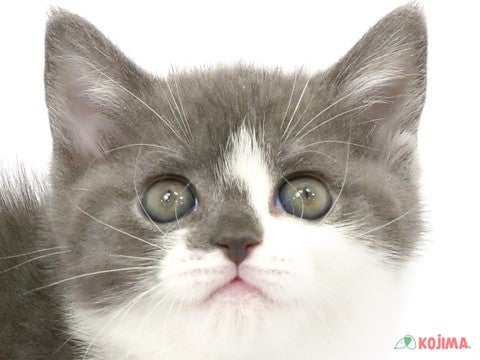 東京都のブリティッシュショートヘアー (コジマアリオ西新井店/2024年2月25日生まれ/女の子/ブルーホワイト)の子猫