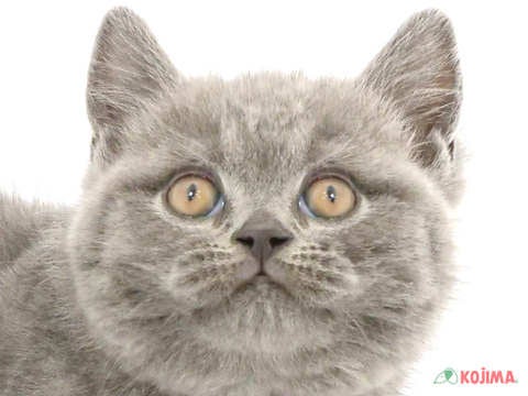 東京都のブリティッシュショートヘアー (コジマ八王子店/2024年2月27日生まれ/男の子/ブルー)の子猫