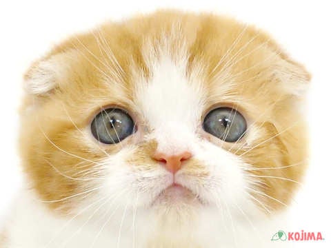神奈川県のスコティッシュフォールド (コジマニトリモール相模原店/2024年2月28日生まれ/女の子/レッドタビーホワイト)の子猫