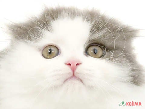 神奈川県のスコティッシュフォールド (コジマベイタウン横浜本牧店/2024年2月22日生まれ/女の子/ブルータビーホワイト)の子猫