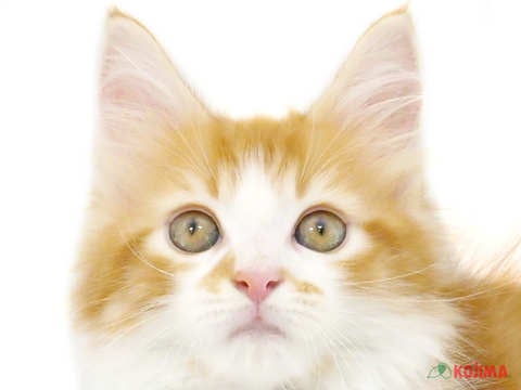 東京都のメインクーン (コジマアリオ北砂店/2024年2月16日生まれ/男の子/レッドタビーホワイト)の子猫
