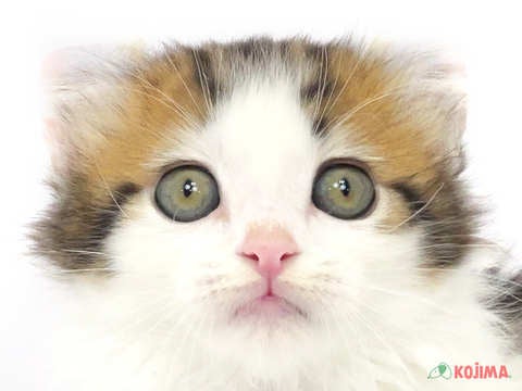 東京都のアメリカンカール (コジマ府中店/2024年2月21日生まれ/男の子/ブラウンタビーホワイト)の子猫