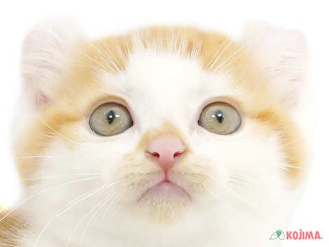 千葉県のアメリカンカール (コジマ松戸店/2024年2月27日生まれ/女の子/レッドタビーホワイト)の子猫