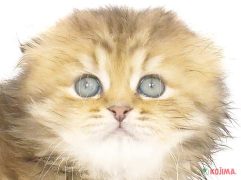 東京都のスコティッシュフォールド (コジマ目黒店/2024年2月28日生まれ/女の子/ブラウンタビー)の子猫