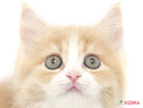 千葉県のラガマフィン (コジマアリオ柏店/2024年2月25日生まれ/女の子/クリームタビーホワイト)の子猫